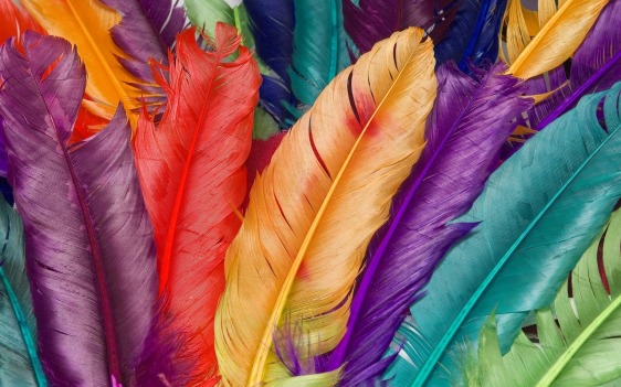 feather-886785_1280
